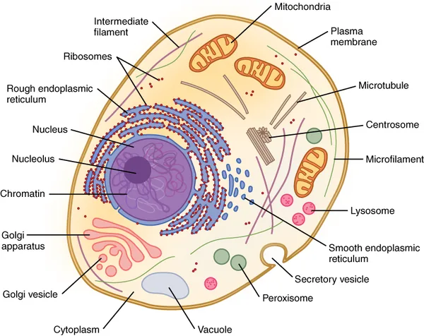 Referencia de la categoría: Anatomía y ciencias